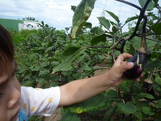 １歳半の娘も、ナスの収穫を・・・